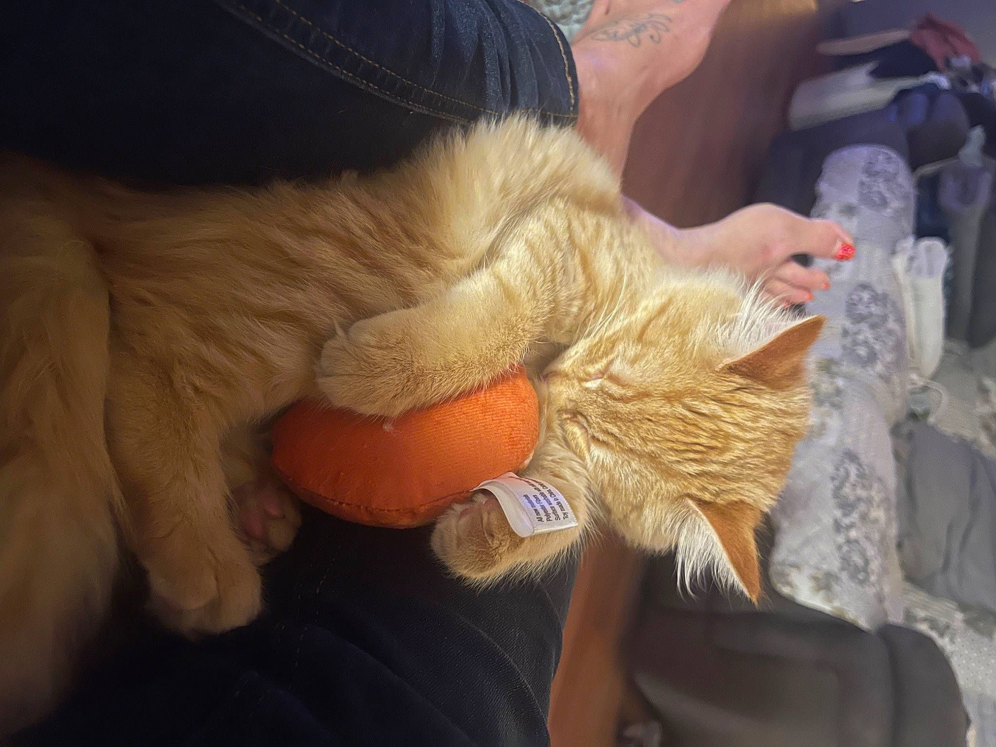 Ottis Christmas joined the competition — help win amazing prizes! comfort, fawn, felidae, finger, foot, fur, gesture, hand, human_leg, knee, lap, nail, small_to_medium_sized_cats, tail, thigh, thumb, toy, whiskers, wool, wrist