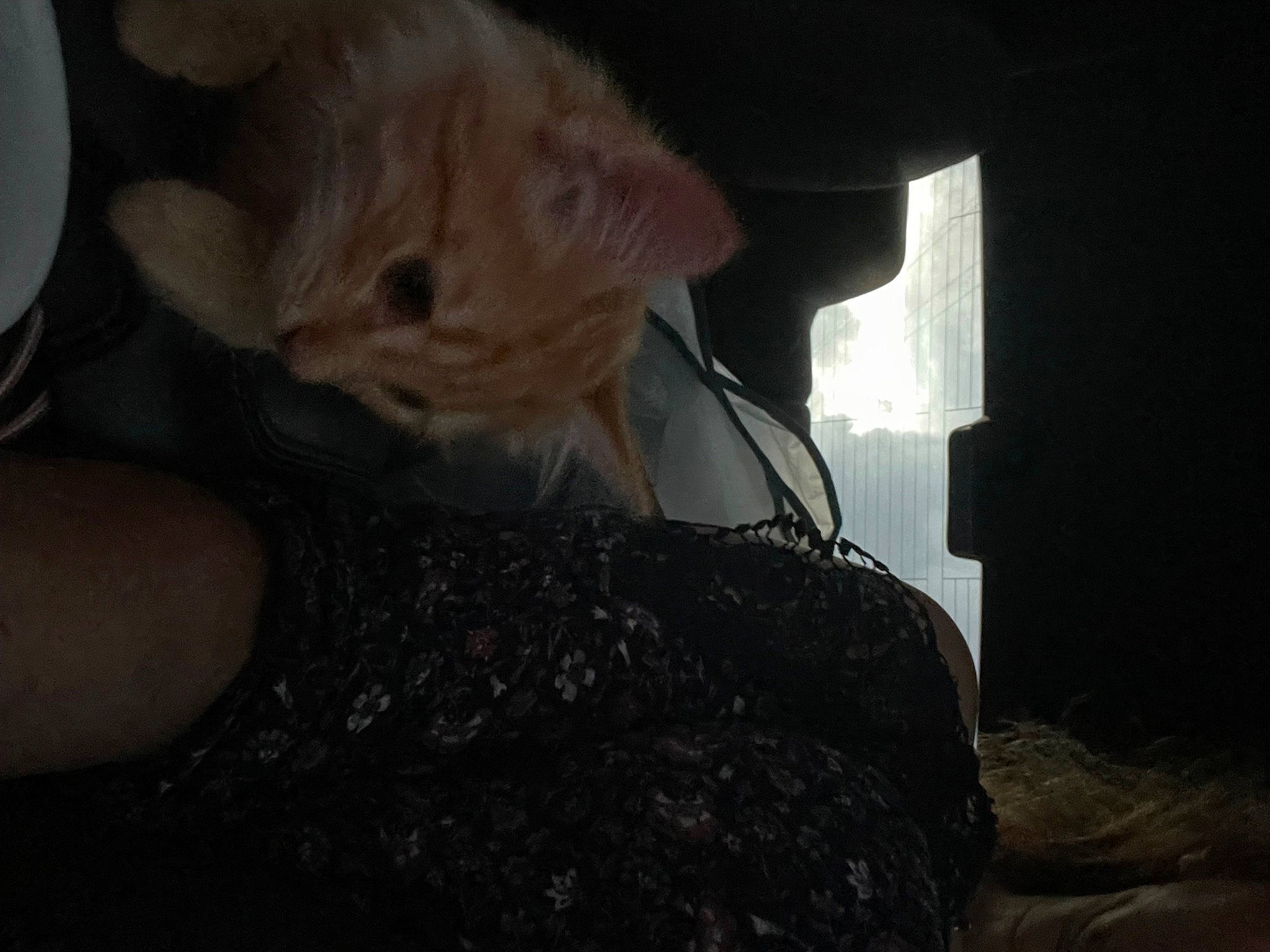 Ottis Christmas is registered to the contest to win money with this photo: carnivore, cat, comfort, darkness, domestic_short_haired_cat, ear, felidae, fur, human_leg, night, paw, small_to_medium_sized_cats, tail, tints_and_shades, whiskers, window