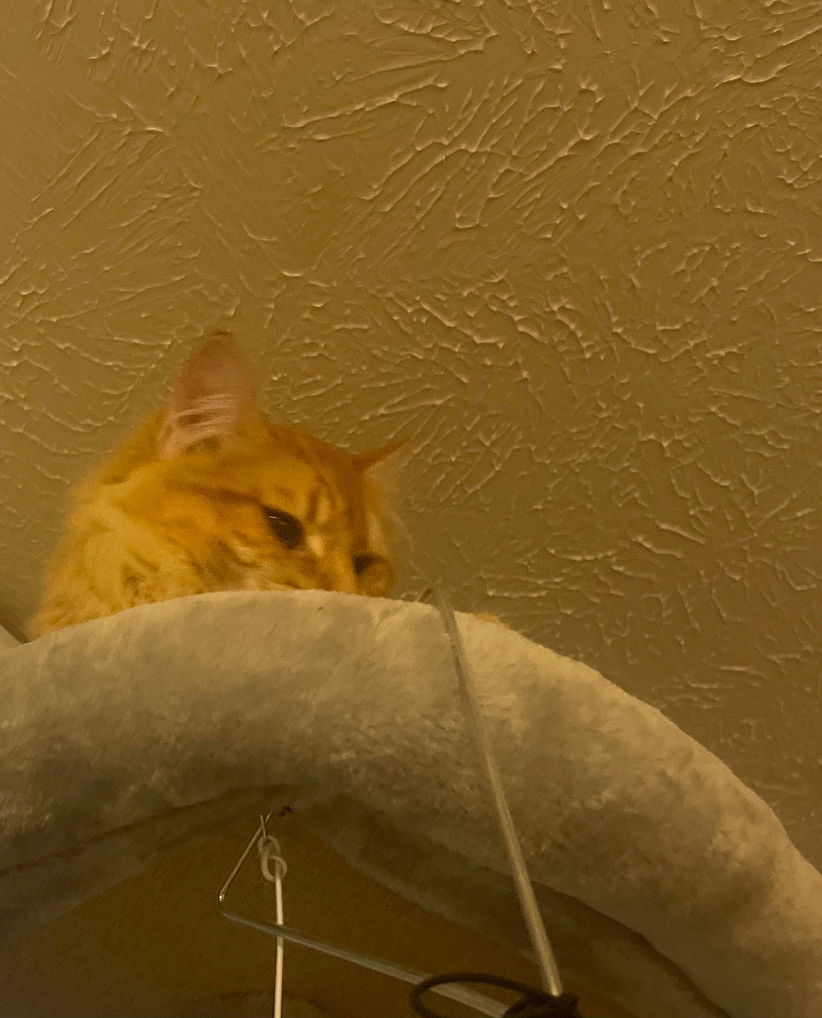 Ottis Christmas joined the competition — help win amazing prizes! carnivore, cat, claw, comfort, domestic_short_haired_cat, fawn, felidae, flowerpot, fur, glass, paw, sand, sitting, small_to_medium_sized_cats, snout, tail, tints_and_shades, whiskers, windshield, wood