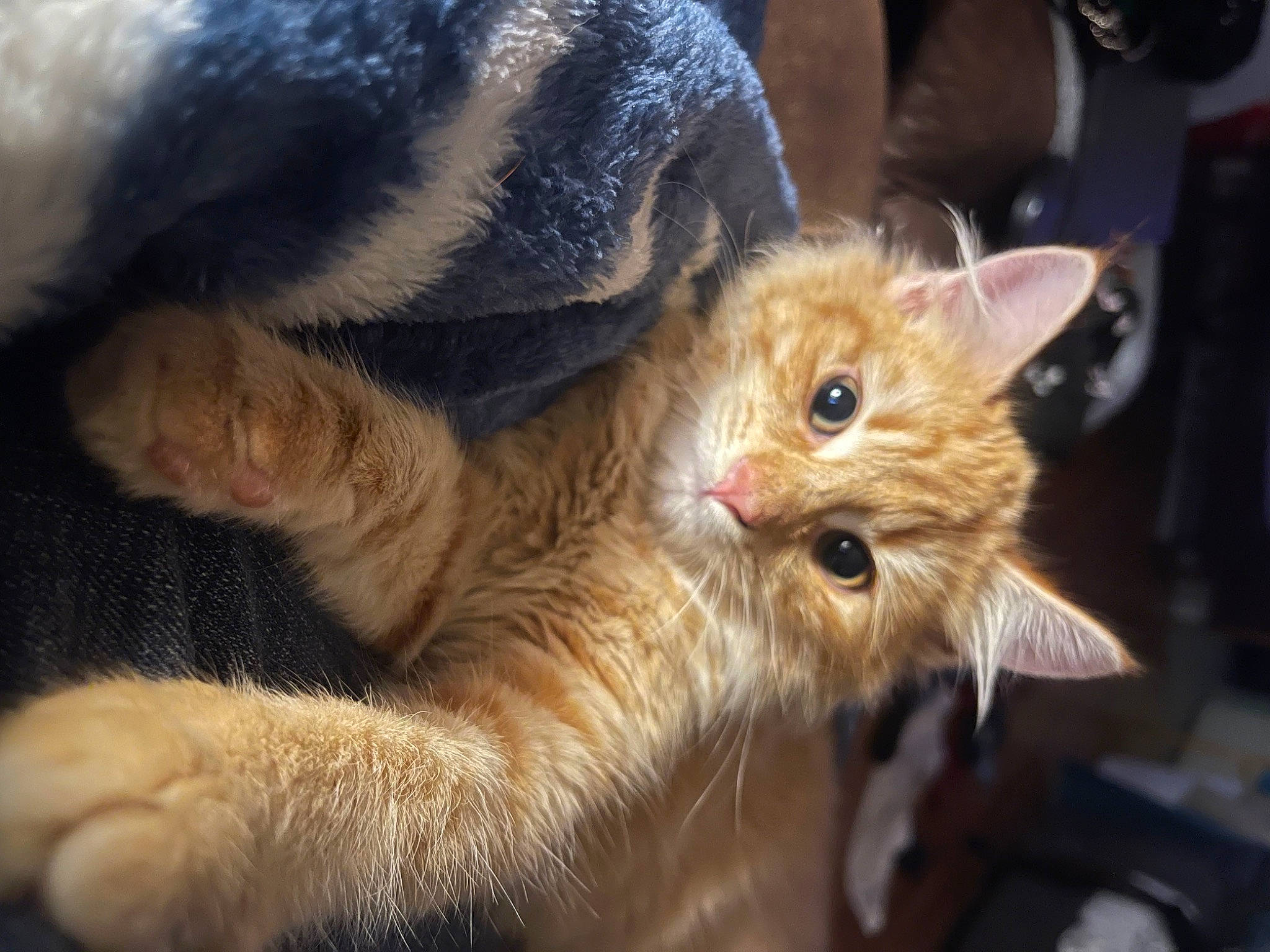 Ottis Christmas is registered to the contest to win money with this photo: carnivore, cat, claw, comfort, domestic_short_haired_cat, ear, fawn, felidae, fur, gesture, paw, small_to_medium_sized_cats, snout, tail, terrestrial_animal, whiskers, wildlife