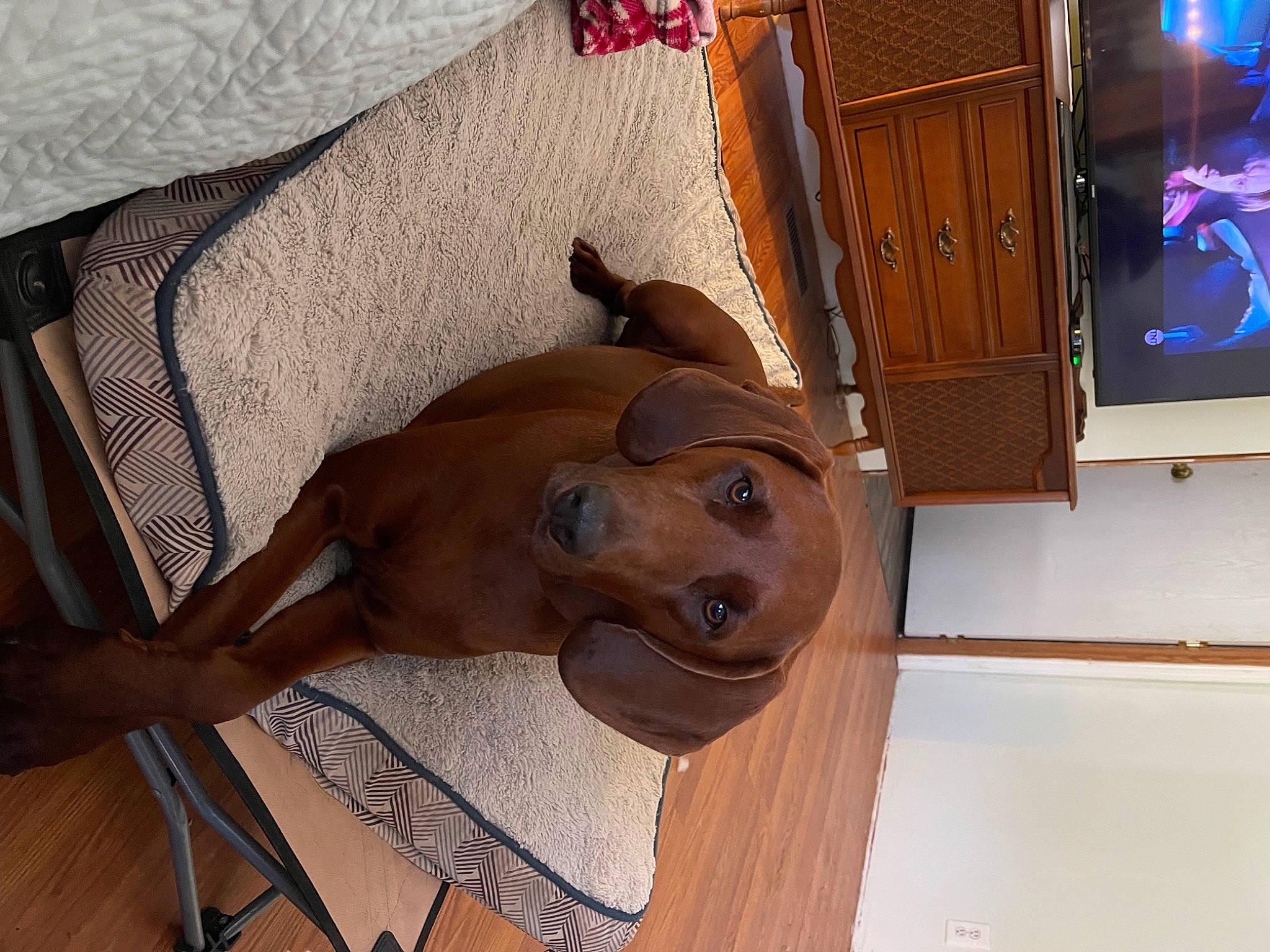 Trooper is registered to the contest to win money with this photo: art, cabinetry, carnivore, comfort, companion_dog, dog, dog_breed, fawn, floor, flooring, hardwood, liver, plywood, sporting_group, varnish, wood, wood_stain, working_animal