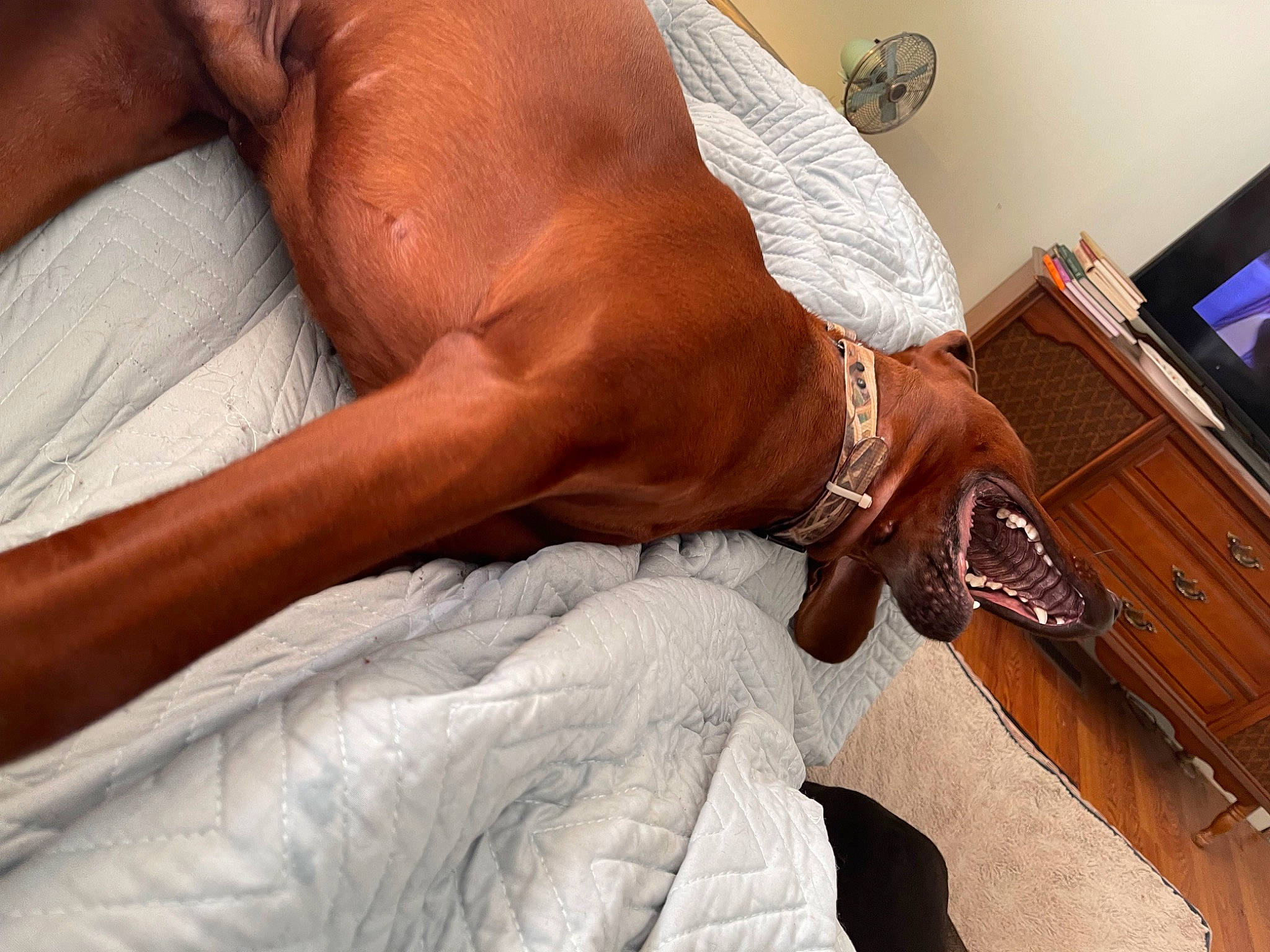 Trooper joined the competition — help win amazing prizes! abdomen, carnivore, chest, comfort, companion_dog, dog, dog_breed, drawer, elbow, fawn, flooring, foot, human_leg, knee, muscle, picture_frame, thigh, trunk, wood, wrist