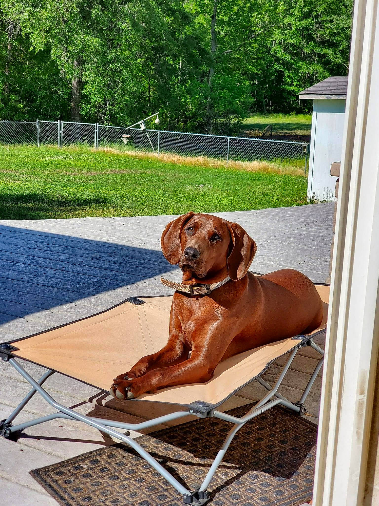 Trooper is registered to the contest to win money with this photo: art, carnivore, chair, collar, companion_dog, dog, dog_breed, dog_collar, fawn, flooring, grass, hardwood, leisure, liver, outdoor_furniture, pet_supply, plant, shade, tree, wood