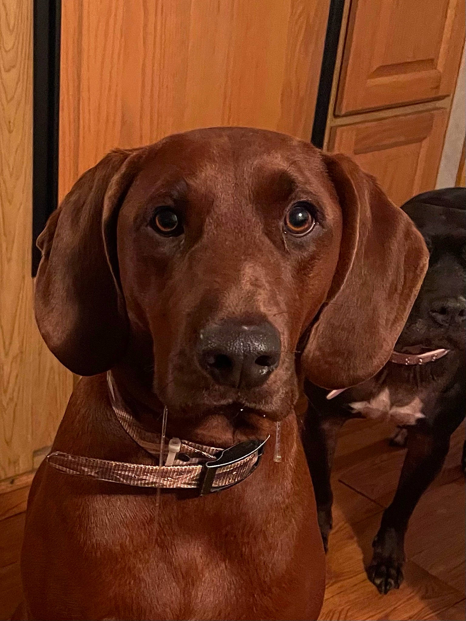 Trooper is registered to the contest to win money with this photo: canidae, carnivore, collar, companion_dog, dog, dog_breed, dog_collar, door, fawn, fur, gun_dog, hunting_dog, liver, pet_supply, snout, sporting_group, whiskers, wood, working_animal