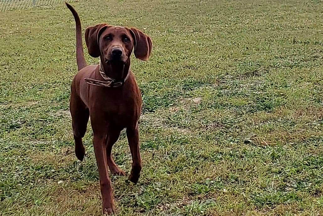 Trooper is registered to the contest to win money with this photo: biting, carnivore, collar, companion_dog, dog, dog_breed, dog_collar, grass, guard_dog, gun_dog, hound, hunting_dog, liver, non_sporting_group, pet_supply, sporting_group, tail, terrestrial_animal, working_animal, working_dog