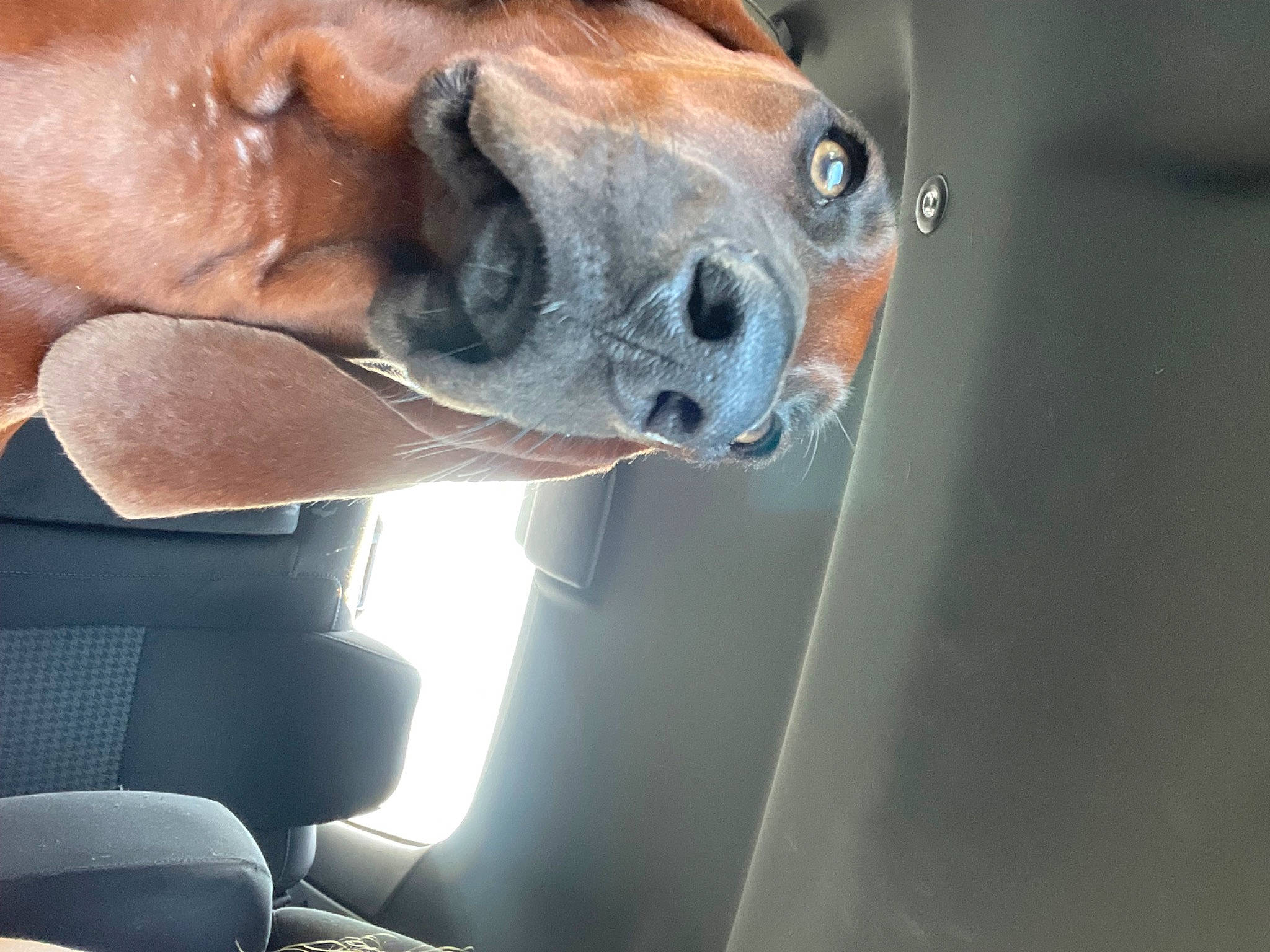 Willard Christmas is registered to the contest to win money with this photo: dog_breed, fawn, fur, horse, landscape, liver, livestock, plant, sunglasses, terrestrial_animal, tree, whiskers, wildlife, wood, working_animal, wrinkle