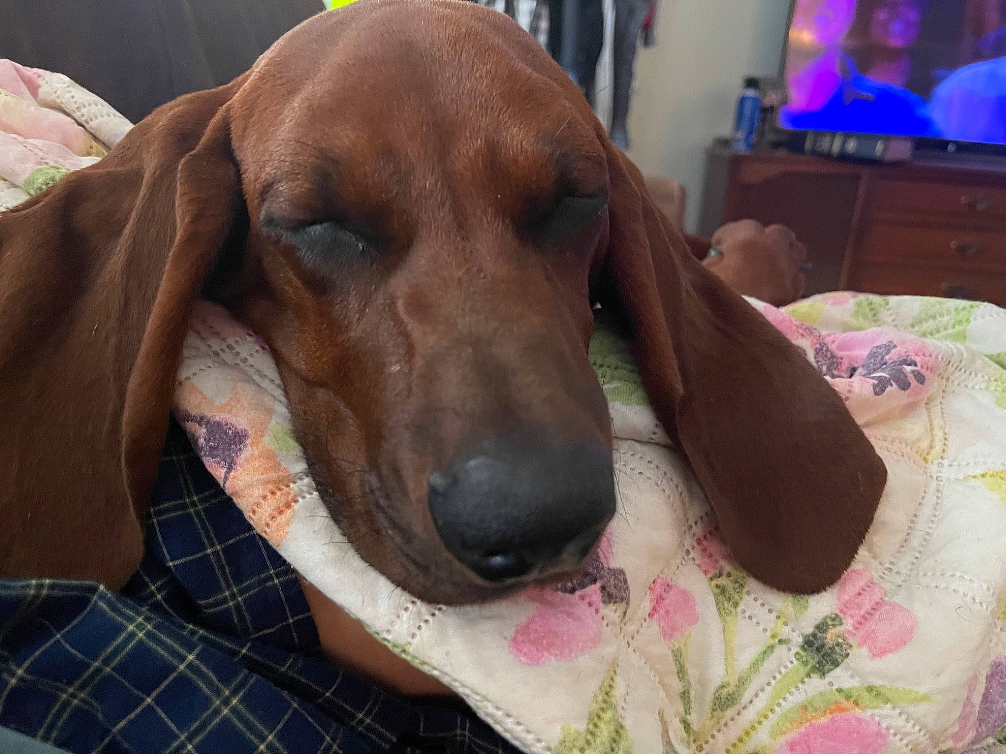 Willard Christmas is registered to the contest to win money with this photo: canidae, carnivore, comfort, companion_dog, dog, dog_breed, dog_supply, fawn, gun_dog, liver, pattern, pet_supply, picture_frame, plaid, snout, sporting_group, tartan, television, whiskers, working_animal