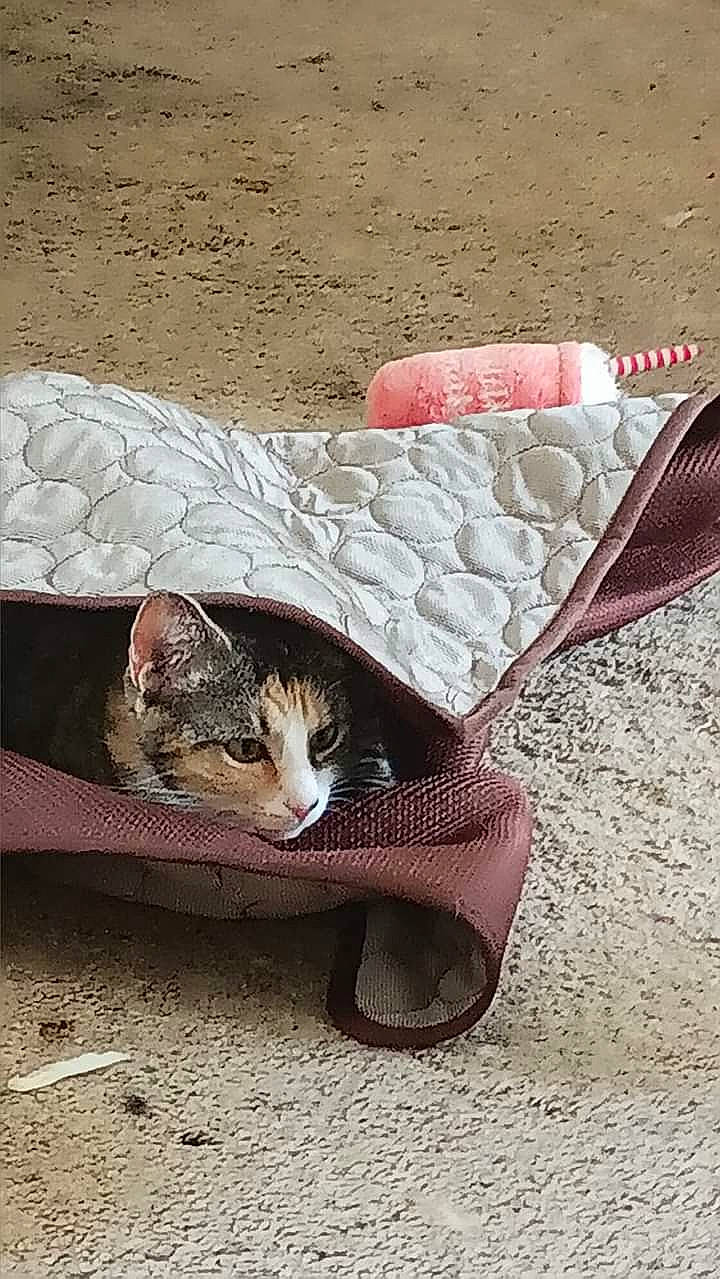 Tara
