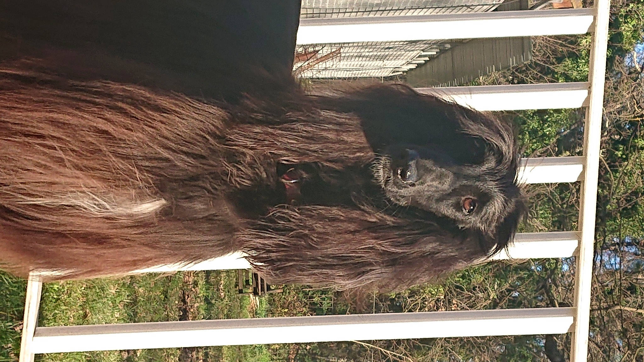 Philea a rejoint le concours — aidez-le/la à gagner de superbes lots ! bovine, common_chimpanzee, fur, grass, liver, livestock, mane, pack_animal, plant, primate, snout, sporting_group, stallion, tail, terrestrial_animal, tree, trunk, wildlife, wood, working_animal