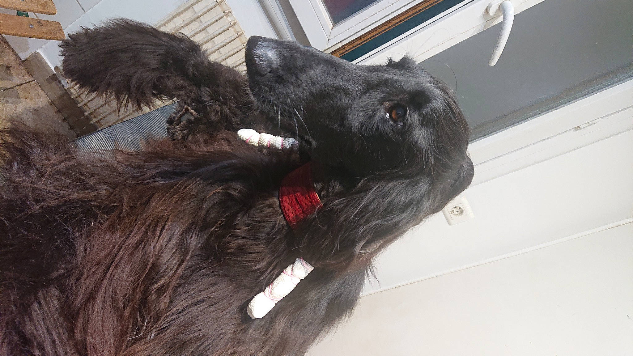 Philea participe au concours pour gagner de l'argent avec cette photo : black_cat, canidae, carnivore, claw, collar, companion_dog, dog, dog_breed, dog_collar, ear, felidae, fur, gesture, liver, small_to_medium_sized_cats, snout, sporting_group, tail, whiskers, working_animal