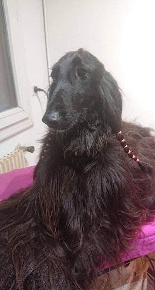 Philea participe au concours pour gagner de l'argent avec cette photo : borador, canidae, carnivore, companion_dog, dog, dog_breed, dog_collar, ear, fur, liver, snout, sporting_group, whiskers, window, working_animal