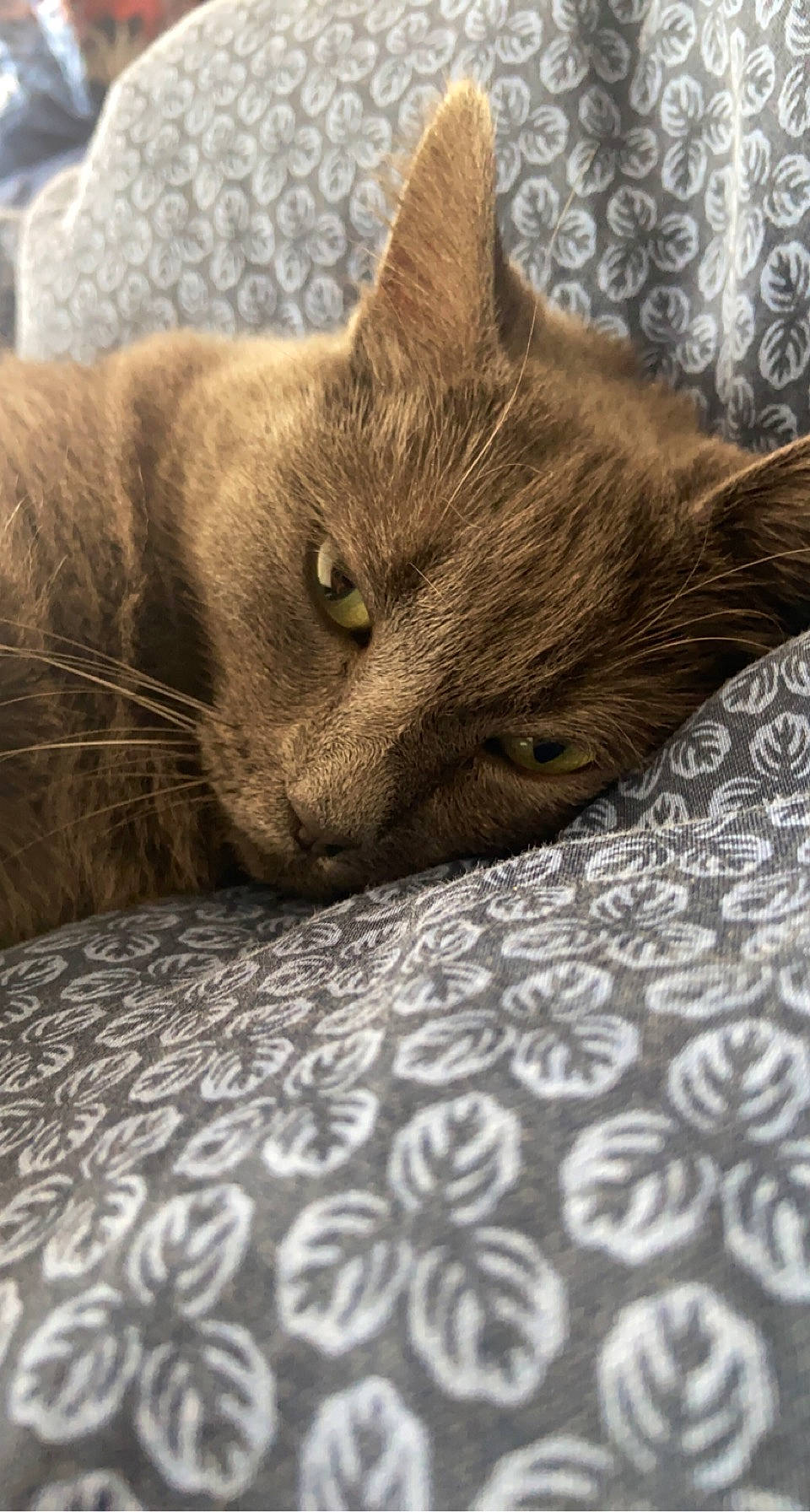 Betty participe au concours pour gagner de l'argent avec cette photo : black_cat, carnivore, cat, chartreux, claw, comfort, domestic_short_haired_cat, felidae, flooring, fur, grey, nap, paw, sleep, small_to_medium_sized_cats, snout, tail, terrestrial_animal, whiskers, wood