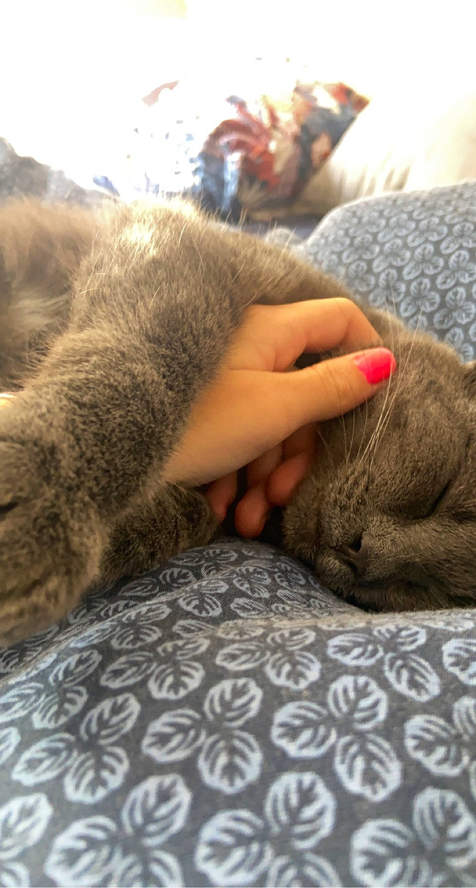 Betty a rejoint le concours — aidez-le/la à gagner de superbes lots ! carnivore, cat, claw, comfort, domestic_short_haired_cat, ear, fawn, felidae, fur, grey, human_leg, linens, nap, sitting, small_to_medium_sized_cats, snout, tail, whiskers, wildlife, wood