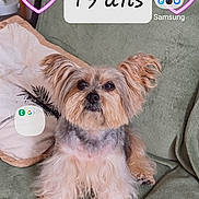 Kitty a rejoint le concours — aidez-le/la à gagner de superbes lots ! animal, app_icons, birthday, cake_emoji, celebration, couch, cute, dog, ears, fur, green_couch, home, indoor, pet, phone_screen, pillow, sitting, small_dog, text_overlay, yorkshire_terrier