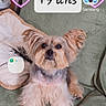 dog, small_dog, pet, yorkshire_terrier, fur, ears, couch, green_couch, pillow, indoor, home, birthday, cake_emoji, phone_screen, app_icons, text_overlay, celebration, animal, cute, sitting