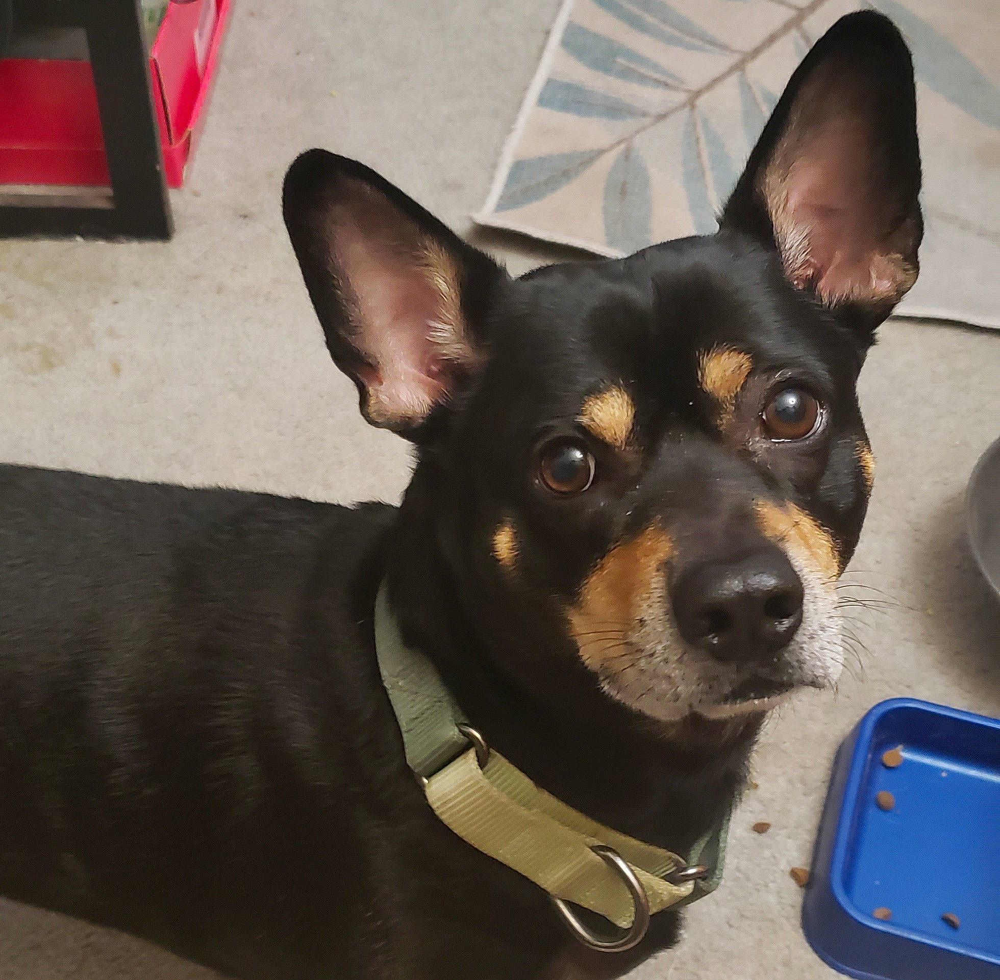 Loki Bear joined the competition — help win amazing prizes! canidae, carnivore, collar, companion_dog, dog, dog_breed, dog_collar, ear, electric_blue, fur, mobile_phone, pet_supply, puppy, snout, sporting_group, toy_dog, whiskers, working_animal, working_dog