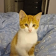 Arthus a rejoint le concours — aidez-le/la à gagner de superbes lots ! kitten, cat, orange_cat, white_cat, pet, indoor, blanket, blue_blanket, floral_pattern, bedroom, curious, young_cat, feline, cute, animal, small_cat, domestic_cat, sitting, soft_light, cozy