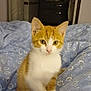 kitten, cat, orange_cat, white_cat, pet, indoor, blanket, blue_blanket, floral_pattern, bedroom, curious, young_cat, feline, cute, animal, small_cat, domestic_cat, sitting, soft_light, cozy