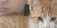 Arthus participe au concours pour gagner de l'argent avec cette photo : person, cat, kitten, orange_cat, white_cat, close_up, indoor, pet, young_person, face, fur, whiskers, animal, cute, companion, looking, portrait, domestic_cat, curious, young_animal
