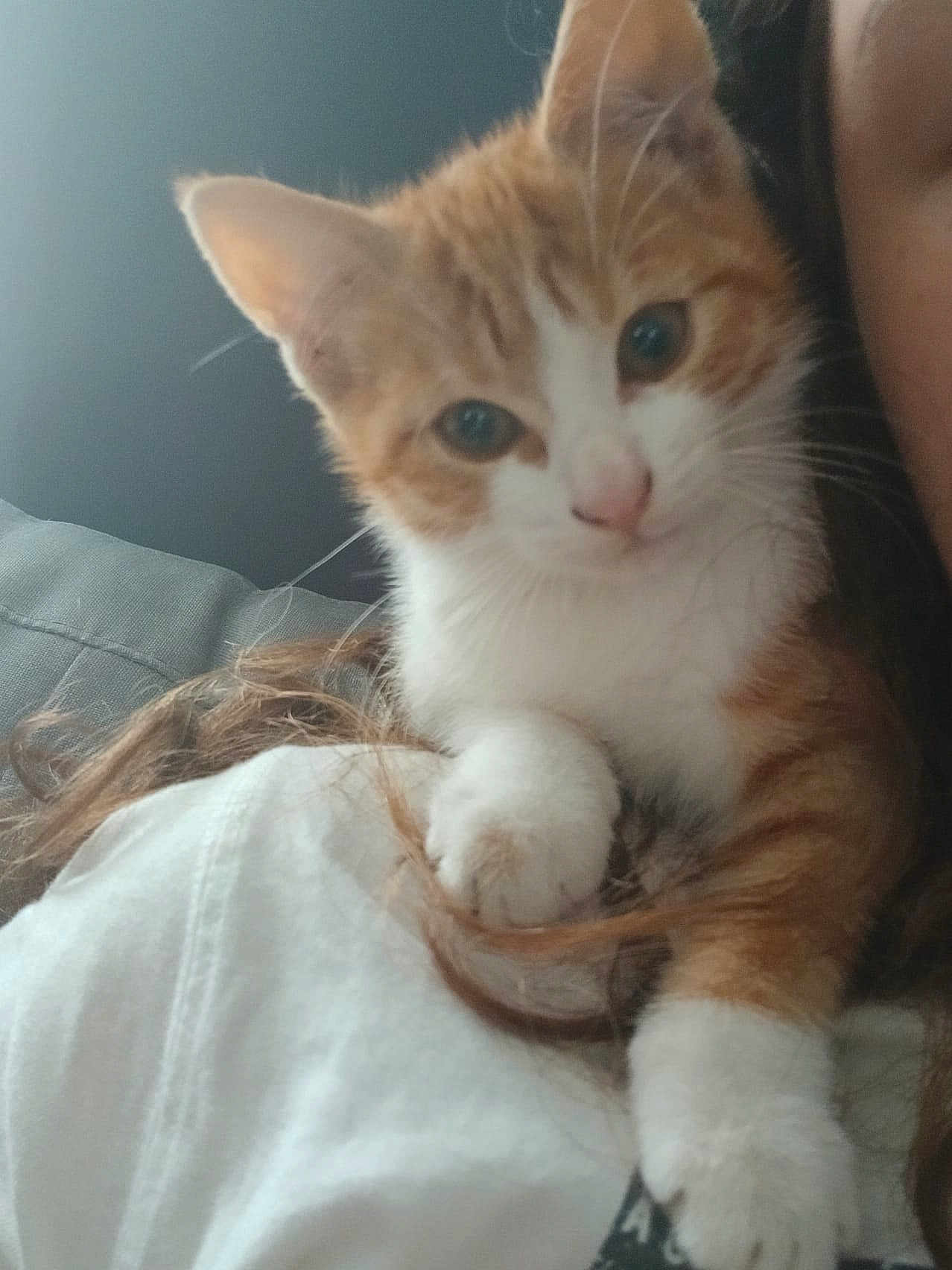 Arthus participe au concours pour gagner de l'argent avec cette photo : kitten, cat, orange_cat, white_cat, pet, animal, fur, close_up, portrait, indoor, person, shoulder, resting, cute, young_cat, whiskers, paw, feline, companionship, soft_light