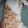 Arthus participe au concours pour gagner de l'argent avec cette photo : kitten, cat, sleeping, orange, white, fur, paw, cozy, resting, cute, pet, animal, domestic, feline, relaxed, indoor, closeup, soft, tiny, adorable