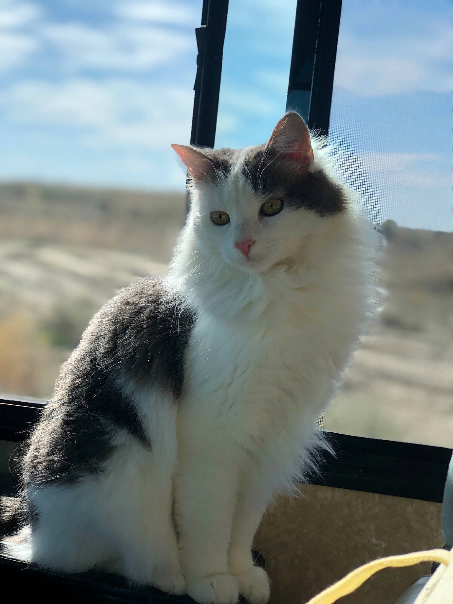 Callie joined the competition — help win amazing prizes! carnivore, cat, cloud, domestic_short_haired_cat, eye, felidae, fur, paw, plant, sitting, sky, small_to_medium_sized_cats, snout, street_light, tail, tree, whiskers, wood