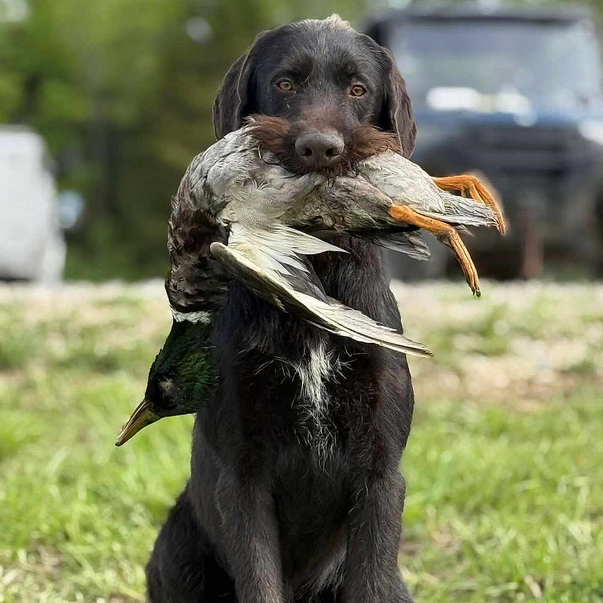 Boone joined the competition — help win amazing prizes! animal, bird, canine, cockerspaniel, dog, grass, hound, hunting, labradorretriever, pet, plant, pointer, policedog, puppy, waterfowl