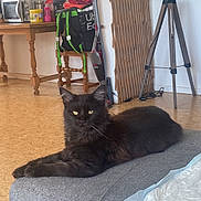 Seicko participe au concours pour gagner de l'argent avec cette photo : backpack, black_cat, cat, chair, cozy, domestic_animal, floor, furniture, home, indoors, lamp, living_room, looking_at_camera, ottoman, pet, relaxing, resting, table, vacuum_cleaner, yellow_eyes