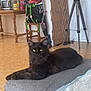 backpack, black_cat, cat, chair, cozy, domestic_animal, floor, furniture, home, indoors, lamp, living_room, looking_at_camera, ottoman, pet, relaxing, resting, table, vacuum_cleaner, yellow_eyes
