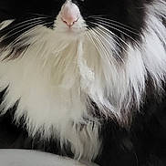 Mya a rejoint le concours — aidez-le/la à gagner de superbes lots ! cat, fluffy, black_and_white, green_eyes, whiskers, nose, fur, pet, domestic_animal, indoor, bowl, food_dish, table, closeup, face, portrait, animal, cute, feline, curious