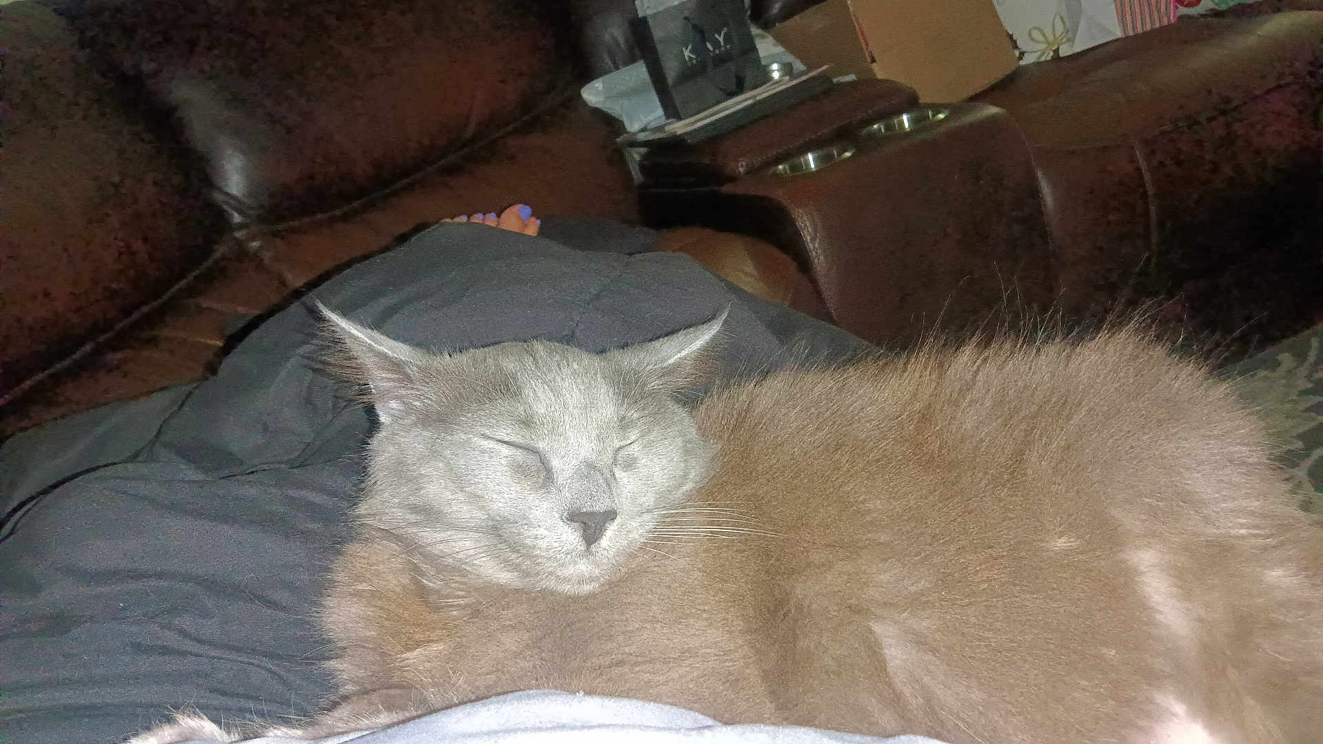 Kitty is registered to the contest to win money with this photo: cat, gray_cat, sleeping, pet, indoor, couch, leather_couch, person, legs, blanket, relaxing, nap, fur, whiskers, home, cozy, comfort, resting, feline, domestic_animal
