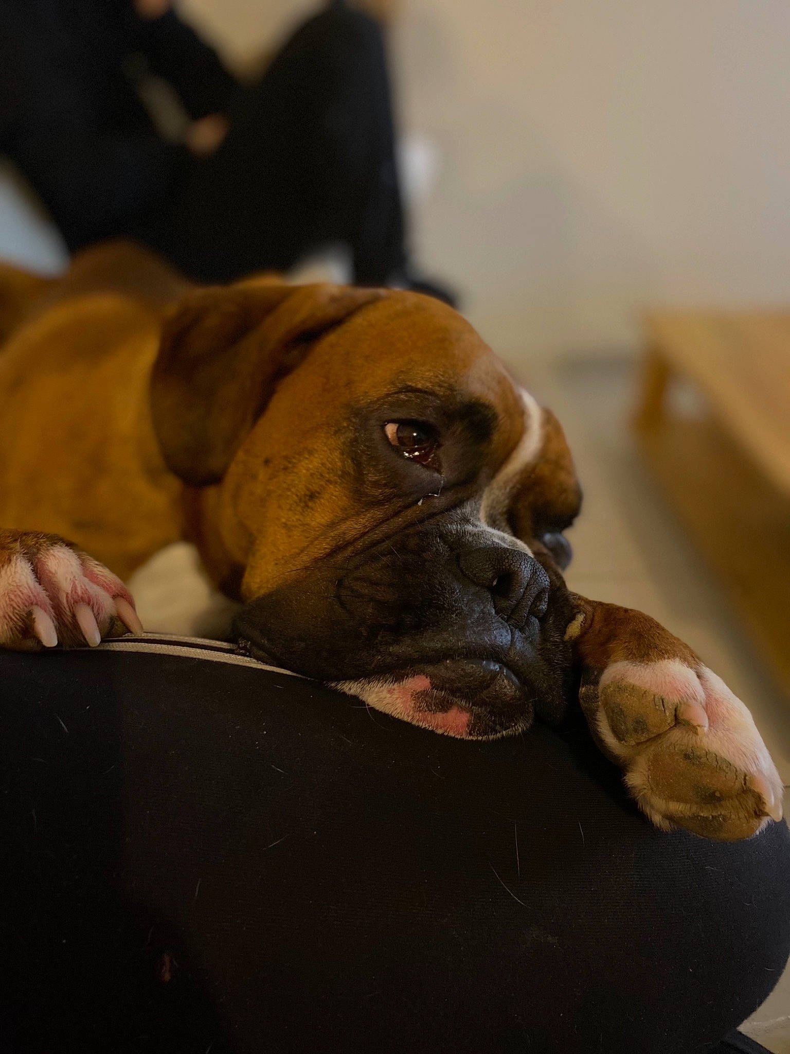 Sharly a rejoint le concours — aidez-le/la à gagner de superbes lots ! boxer, canidae, carnivore, comfort, companion_dog, dog, dog_breed, fawn, guard_dog, hardwood, liver, pet_supply, snout, sporting_group, terrestrial_animal, whiskers, wood, working_animal, working_dog, wrinkle