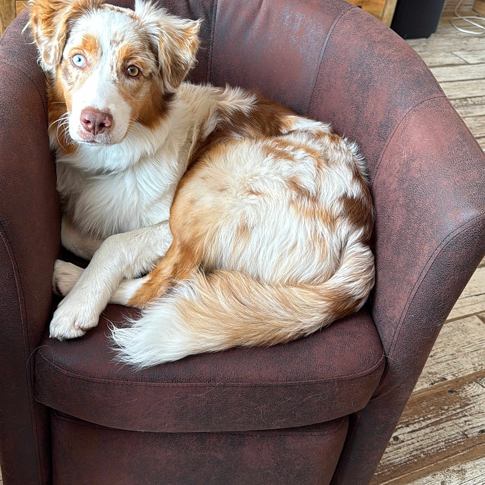 Volga a rejoint le concours — aidez-le/la à gagner de superbes lots ! brown_armchair, canine, comfortable, cute, dog, domestic_animal, ears, fur, heterochromia, house, indoor, looking_at_camera, lounging, paw, pet, relaxed, snout, tail, white_and_brown_fur, wooden_floor