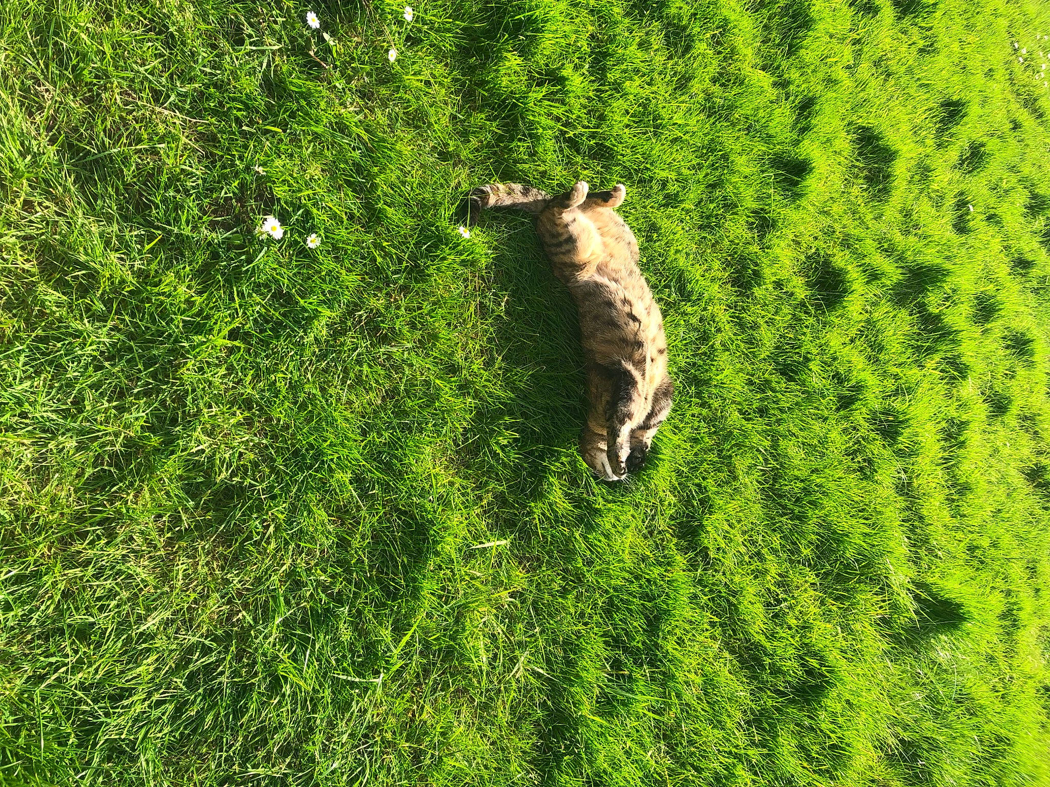 Treacle joined the competition — help win amazing prizes! canidae, cat, fawn, felidae, grass, grass_family, grassland, groundcover, landscape, lawn, meadow, pasture, plant, prairie, shrub, small_to_medium_sized_cats, tail, terrestrial_animal, terrestrial_plant, wood