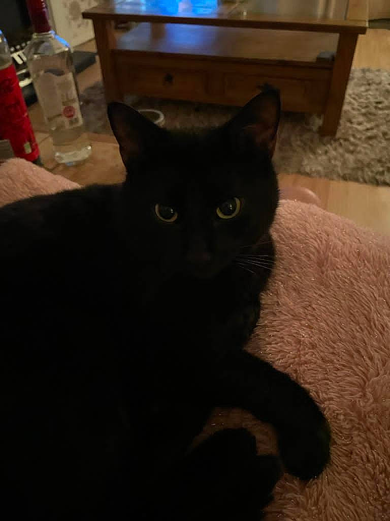 Shadow is registered to the contest to win money with this photo: black_cat, bombay, cabinetry, carnivore, cat, comfort, domestic_short_haired_cat, felidae, flooring, fur, hardwood, room, small_to_medium_sized_cats, snout, tail, terrestrial_animal, water_bottle, whiskers, wood