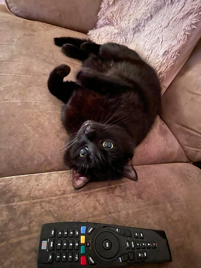 Shadow joined the competition — help win amazing prizes! audio_equipment, carnivore, cat, claw, comfort, domestic_short_haired_cat, felidae, flooring, foot, fur, gadget, hardwood, input_device, multimedia, paw, remote_control, small_to_medium_sized_cats, tail, whiskers, wood