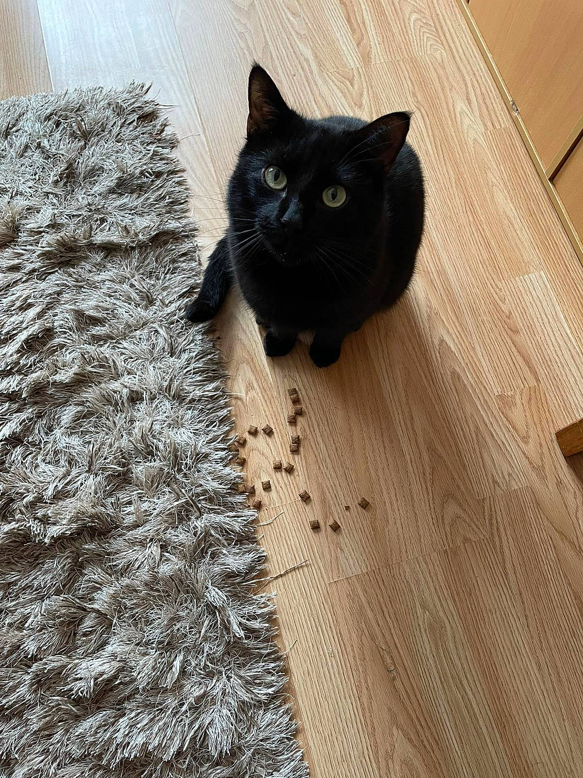 Shadow is registered to the contest to win money with this photo: black_cat, bombay, carnivore, cat, domestic_short_haired_cat, felidae, floor, flooring, fur, grey, hardwood, pattern, small_to_medium_sized_cats, snout, tail, terrestrial_animal, whiskers, wood, wood_flooring, wood_stain