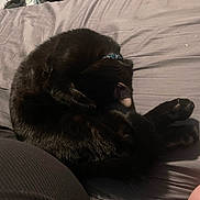 Cinder joined the competition — help win amazing prizes! black_cat, cat, sleeping, bed, gray_sheet, collar, pet, animal, cozy, indoor, resting, fur, curled_up, paw, quiet, relaxation, domestic, feline, shadow, soft