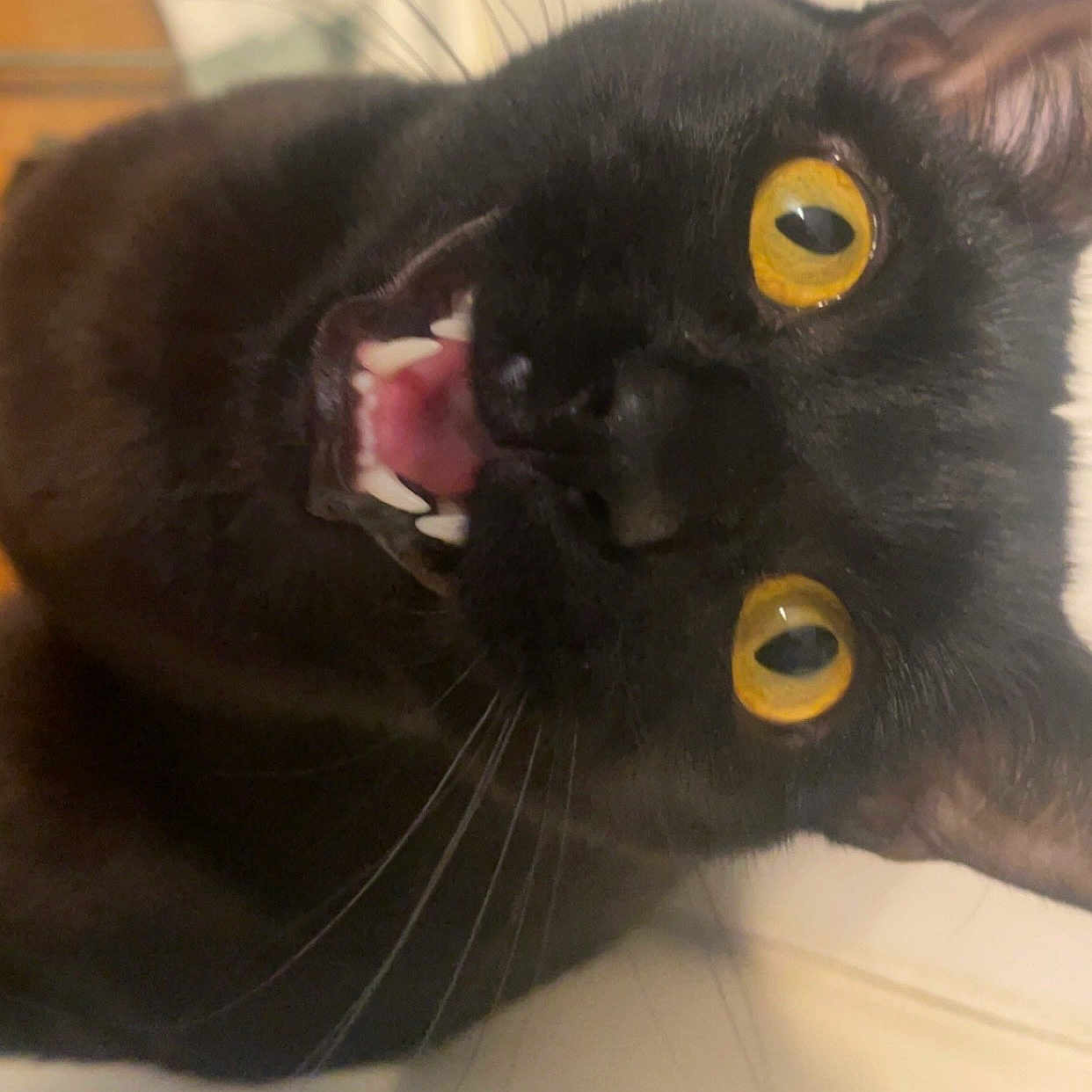 Cinder is registered to the contest to win money with this photo: black_cat, close_up, yellow_eyes, whiskers, teeth, pet, animal, feline, indoor, curious, surprised, fur, face, mouth, nose, eye_contact, portrait, domestic_cat, black_fur