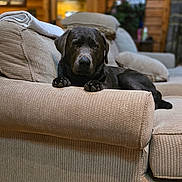 Goose is registered to the contest to win money with this photo: animal, black_dog, canine, carpet, comfort, couch, cozy, dog, domestic_animal, furniture, home_interior, house, indoor, labrador, living_room, pet, pillows, relaxed, resting, wooden_walls