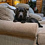animal, black_dog, canine, carpet, comfort, couch, cozy, dog, domestic_animal, furniture, home_interior, house, indoor, labrador, living_room, pet, pillows, relaxed, resting, wooden_walls