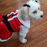Macy is registered to the contest to win money with this photo: adorable, animal, black_bow, clothing, costume, cute, dog, domestic_animal, festive, fur, holiday_outfit, indoor, looking_away, pet, red_dress, small_dog, small_pet, standing, white_dog, wooden_floor