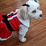 adorable, animal, black_bow, clothing, costume, cute, dog, domestic_animal, festive, fur, holiday_outfit, indoor, looking_away, pet, red_dress, small_dog, small_pet, standing, white_dog, wooden_floor