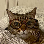 Nubbins joined the competition — help win amazing prizes! cat, tabby, glasses, whiskers, bed, pillow, striped_bedding, closeup, portrait, indoor, ears, eyes, nose, fur, cozy, pet, domestic_cat, wall_paneling, relaxed, sleepy