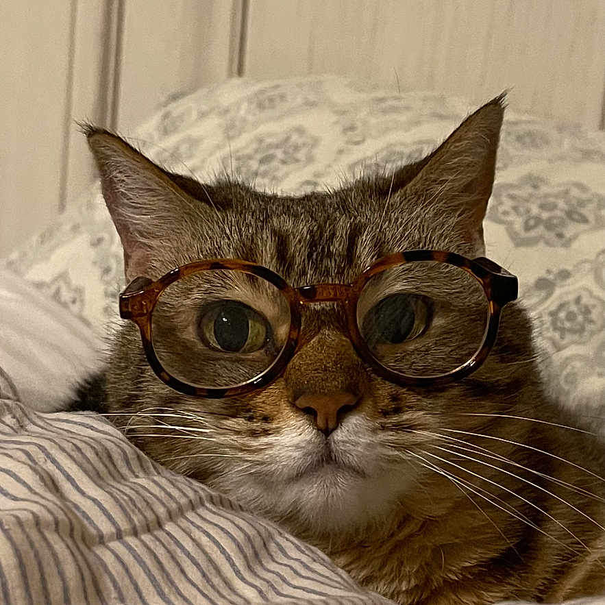 Nubbins joined the competition — help win amazing prizes! bed, cat, closeup, cozy, domestic_cat, ears, eyes, fur, glasses, indoor, nose, pet, pillow, portrait, relaxed, sleepy, striped_bedding, tabby, wall_paneling, whiskers