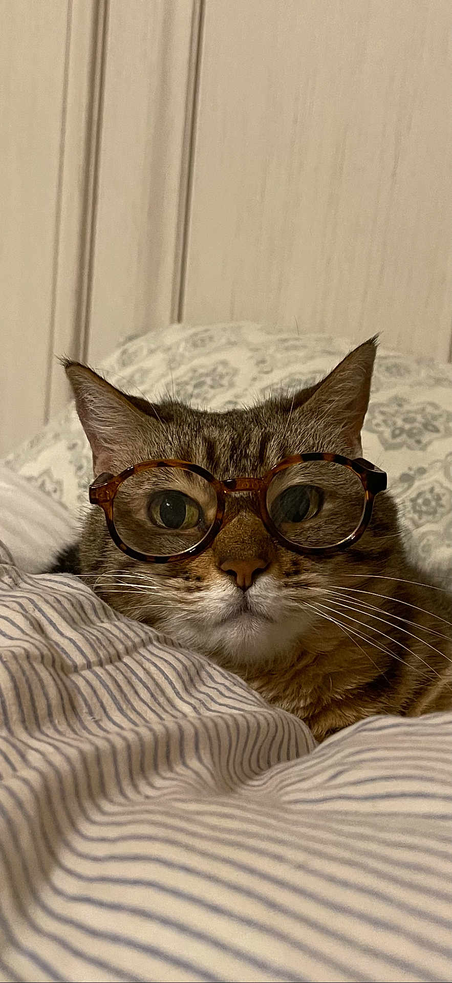 Nubbins joined the competition — help win amazing prizes! cat, tabby, glasses, whiskers, bed, pillow, striped_bedding, closeup, portrait, indoor, ears, eyes, nose, fur, cozy, pet, domestic_cat, wall_paneling, relaxed, sleepy