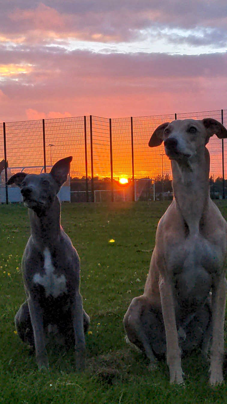 Blue And Max is registered to the contest to win money with this photo: canidae, carnivore, cloud, companion_dog, dog, dog_breed, evening, fawn, fence, grass, grassland, landscape, sighthound, sky, snout, sporting_group, sunrise, tail, terrestrial_animal, working_animal