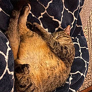 Nala is registered to the contest to win money with this photo: cat, tabby, sleeping, blanket, indoor, cozy, fur, pet, relaxed, paw, pattern, navy_blue, white, soft, resting, animal, cute, feline, warm, comfort