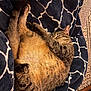 cat, tabby, sleeping, blanket, indoor, cozy, fur, pet, relaxed, paw, pattern, navy_blue, white, soft, resting, animal, cute, feline, warm, comfort