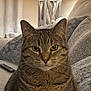 Nala joined the competition — help win amazing prizes! cat, tabby, pet, indoor, furniture, lamp, couch, cushions, whiskers, ears, fur, eyes, portrait, closeup, domestic_animal, cozy, living_room, animal, cute, feline